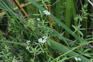 galium palustre (2) (1200 x 800)